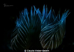 tranquillity...
tube worm macro by Claudia Weber-Gebert 